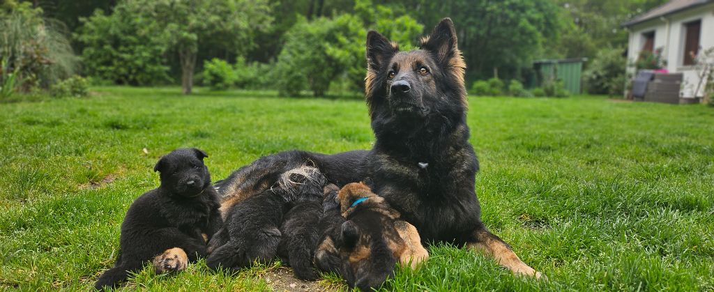 chiot Berger Allemand Poil Long De L'Aisance Des Bois