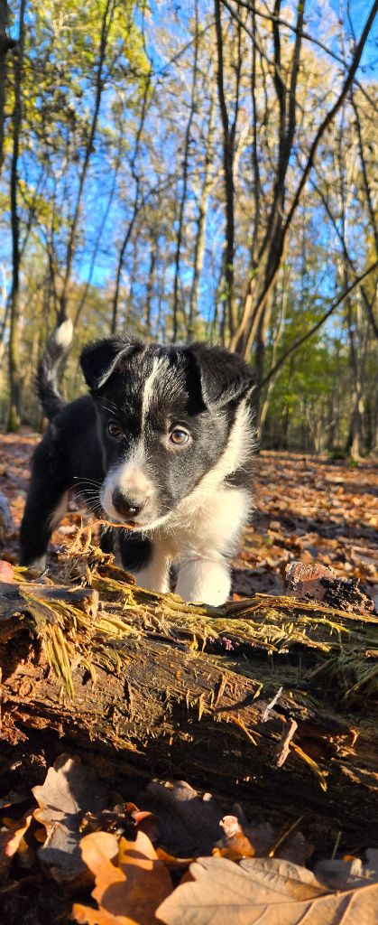 De L'Aisance Des Bois - Chiot disponible  - Border Collie