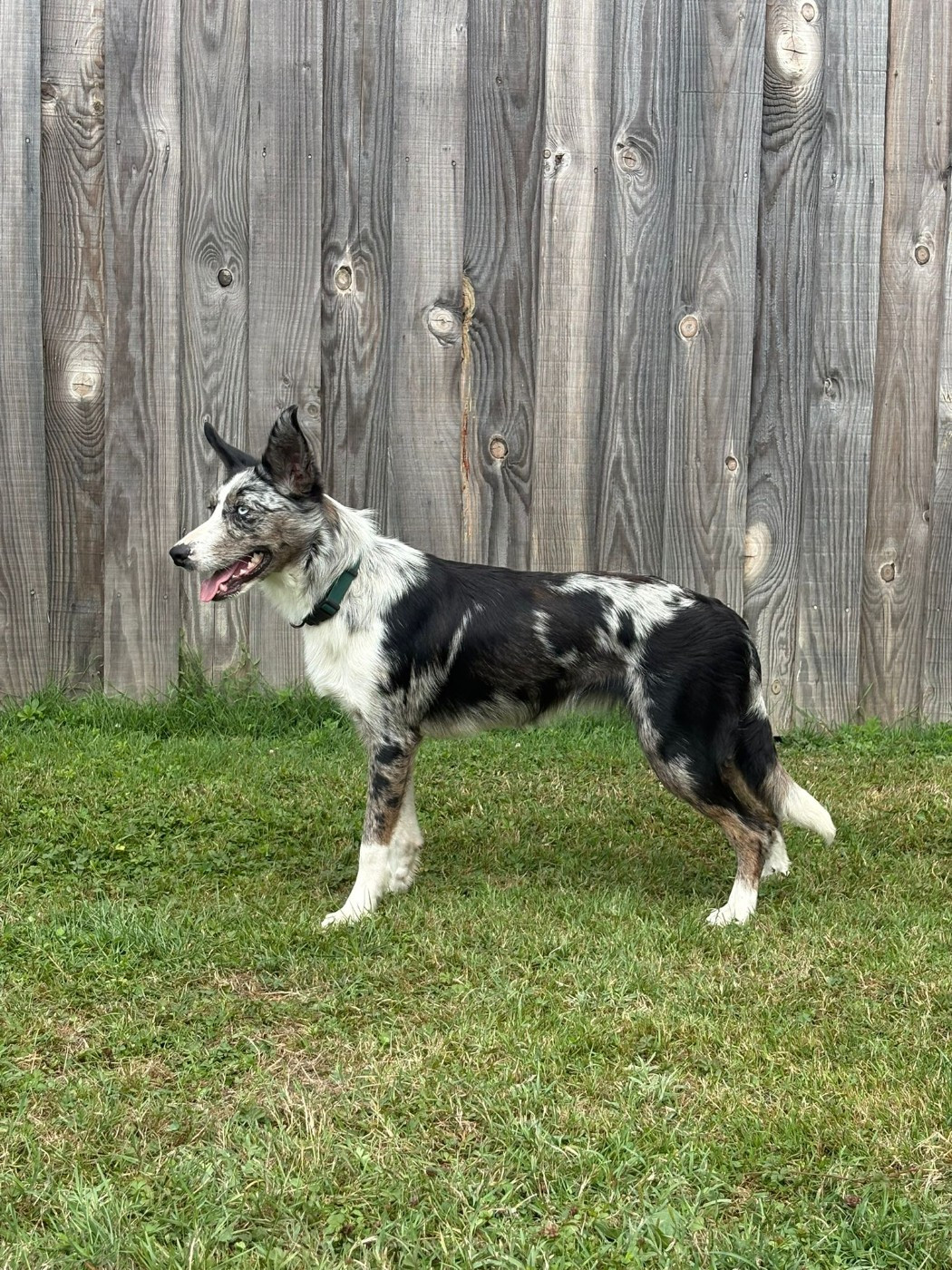 Baltique De L'Aisance Des Bois