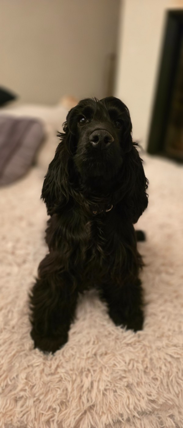 Asting De L'Aisance Des Bois