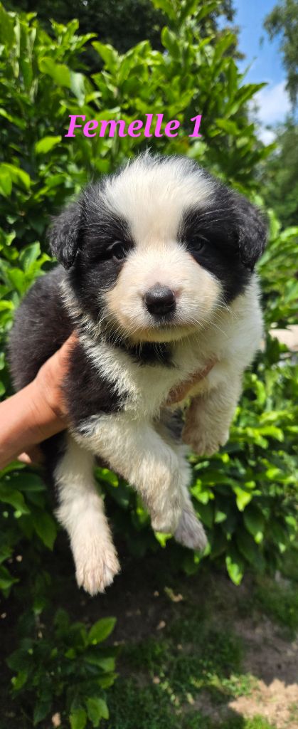 De L'Aisance Des Bois - Chiots disponibles - Border Collie