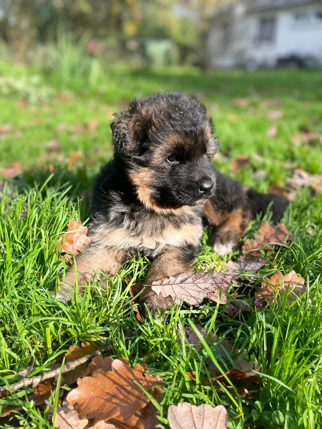 De L'Aisance Des Bois - Chiots disponibles - Berger Allemand Poil Long