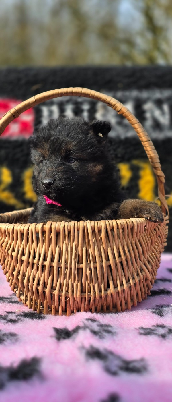De L'Aisance Des Bois - Berger Allemand Poil Long - Portée née le 15/01/2026
