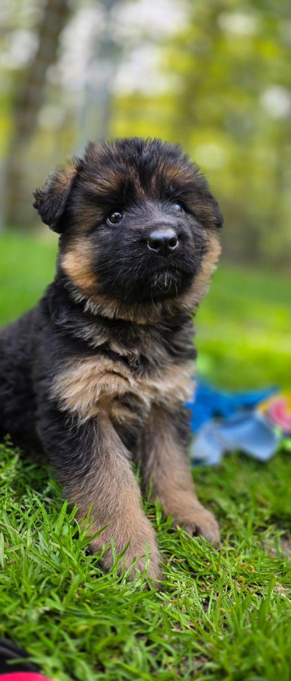 De L'Aisance Des Bois - Chiots disponibles - Berger Allemand Poil Long