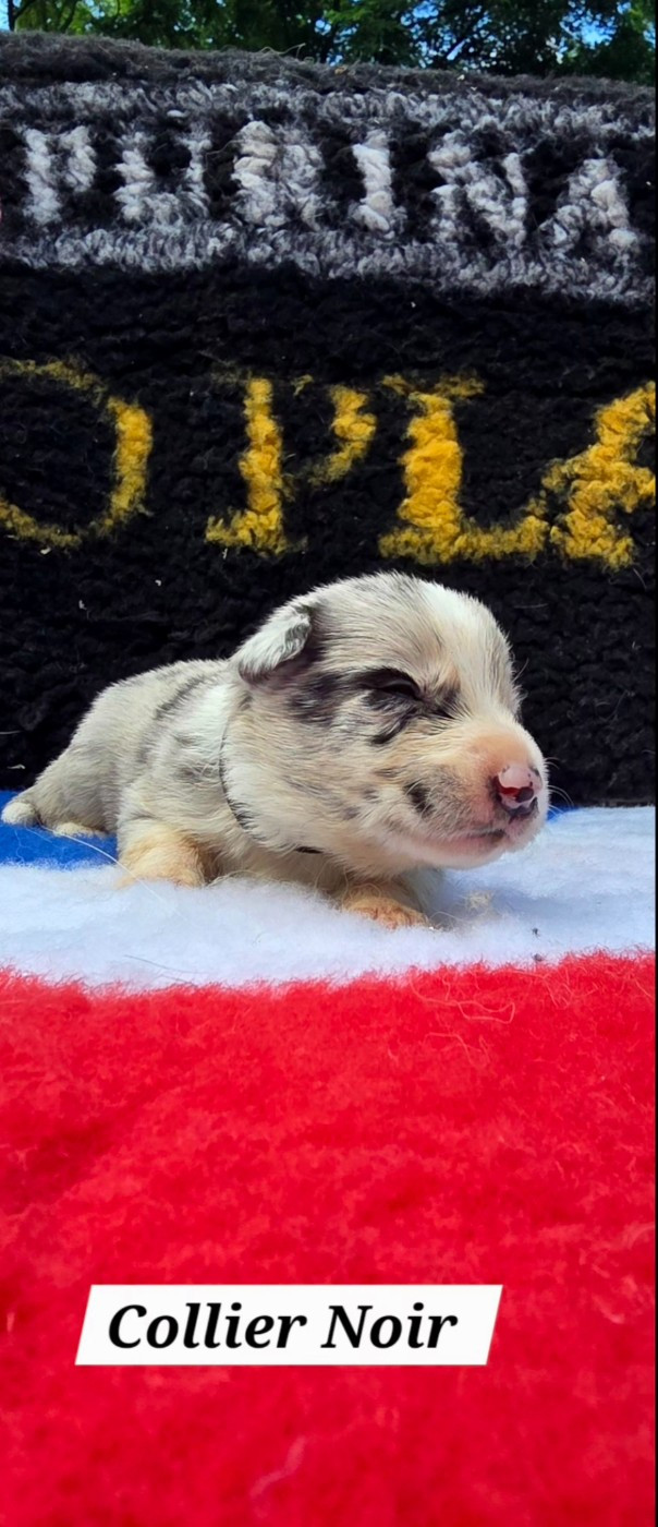 De L'Aisance Des Bois - Chiots disponibles - Border Collie