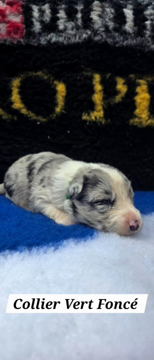 De L'Aisance Des Bois - Chiots disponibles - Border Collie