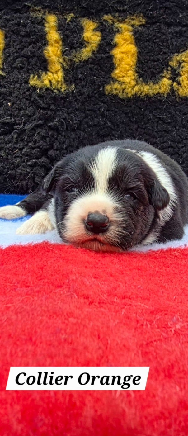 De L'Aisance Des Bois - Chiots disponibles - Border Collie