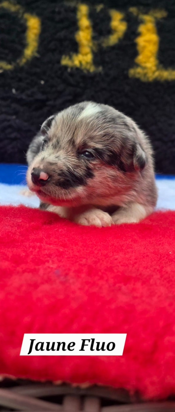 De L'Aisance Des Bois - Chiots disponibles - Border Collie