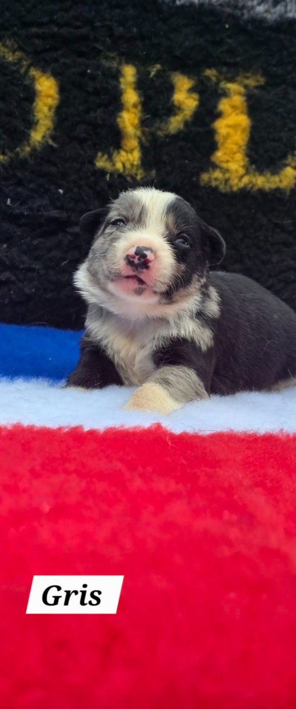 De L'Aisance Des Bois - Chiots disponibles - Border Collie