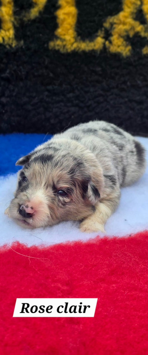 De L'Aisance Des Bois - Chiots disponibles - Border Collie