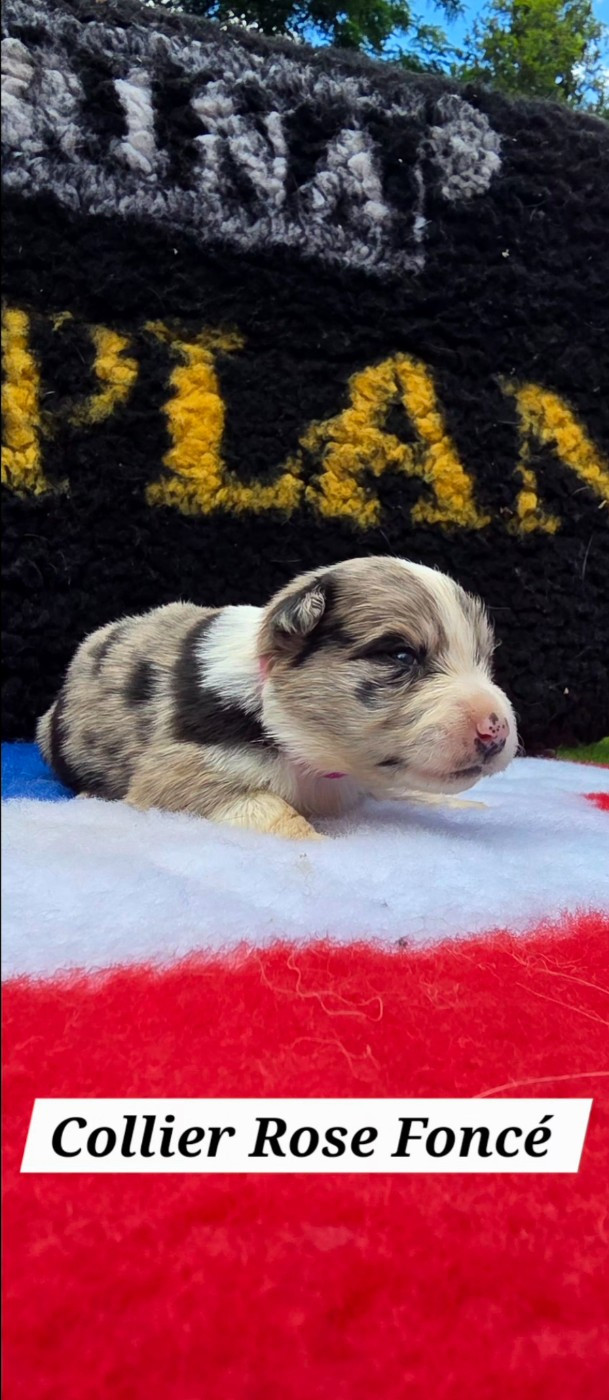 De L'Aisance Des Bois - Chiots disponibles - Border Collie
