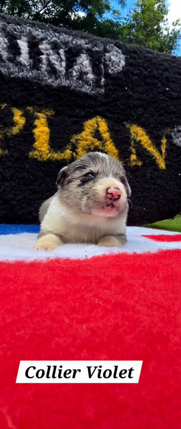 De L'Aisance Des Bois - Chiots disponibles - Border Collie