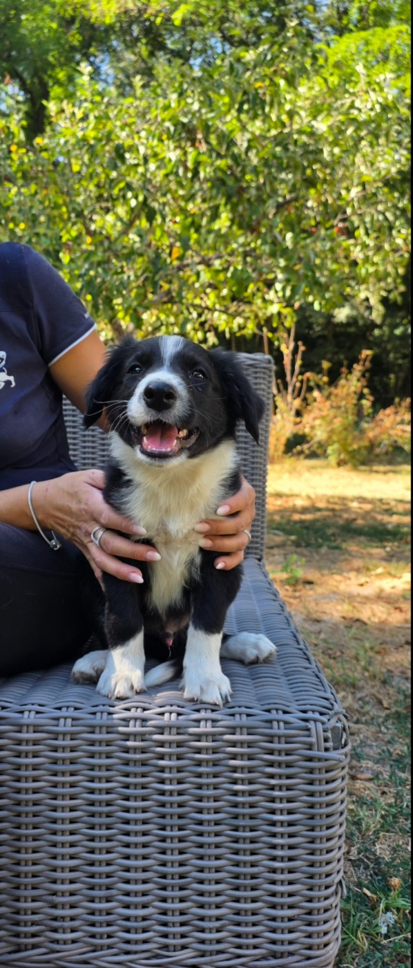 De L'Aisance Des Bois - Chiots disponibles - Border Collie