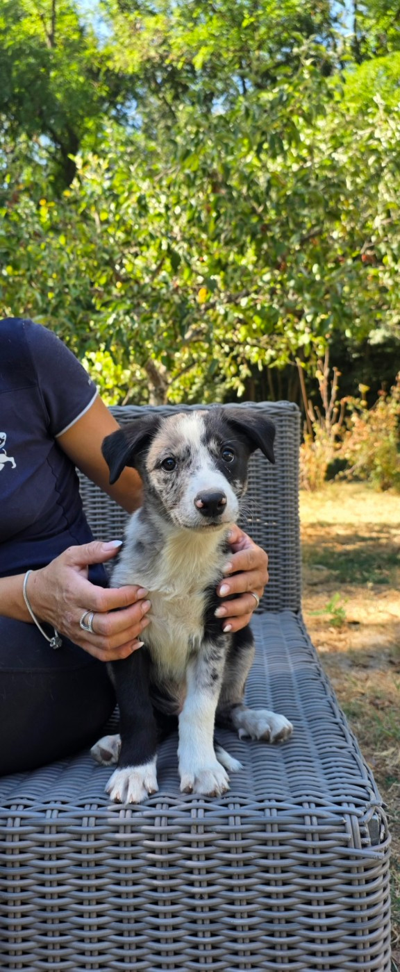 De L'Aisance Des Bois - Chiots disponibles - Border Collie
