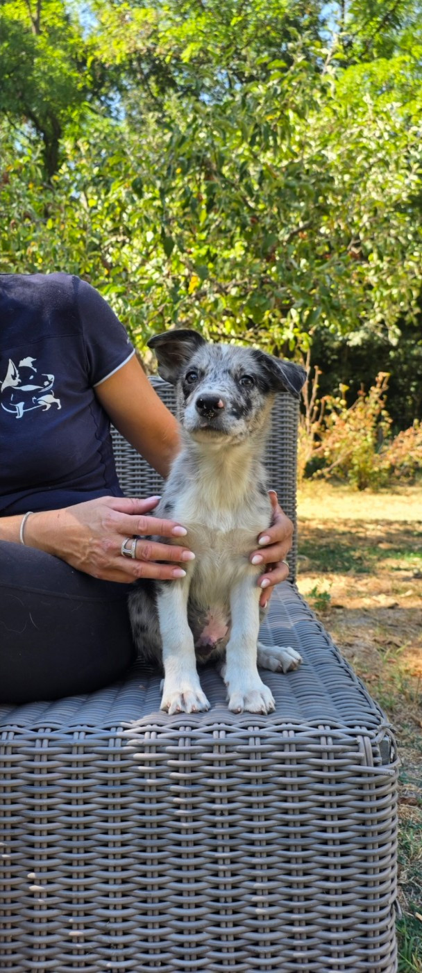De L'Aisance Des Bois - Chiots disponibles - Border Collie