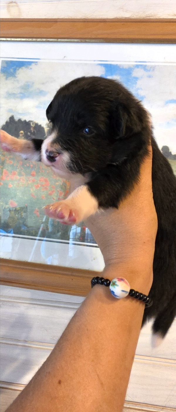 De L'Aisance Des Bois - Chiots disponibles - Border Collie