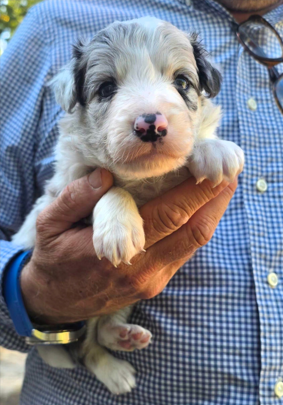 De L'Aisance Des Bois - Chiots disponibles - Border Collie
