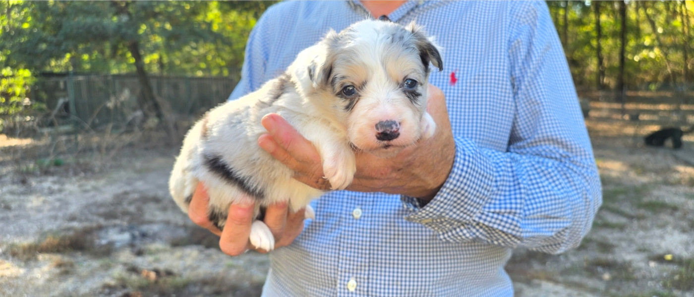 De L'Aisance Des Bois - Chiots disponibles - Border Collie