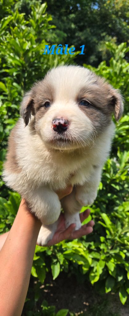 De L'Aisance Des Bois - Border Collie - Portée née le 01/05/2025