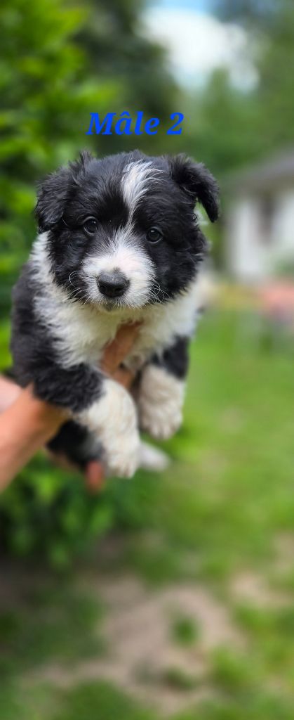 De L'Aisance Des Bois - Chiots disponibles - Border Collie