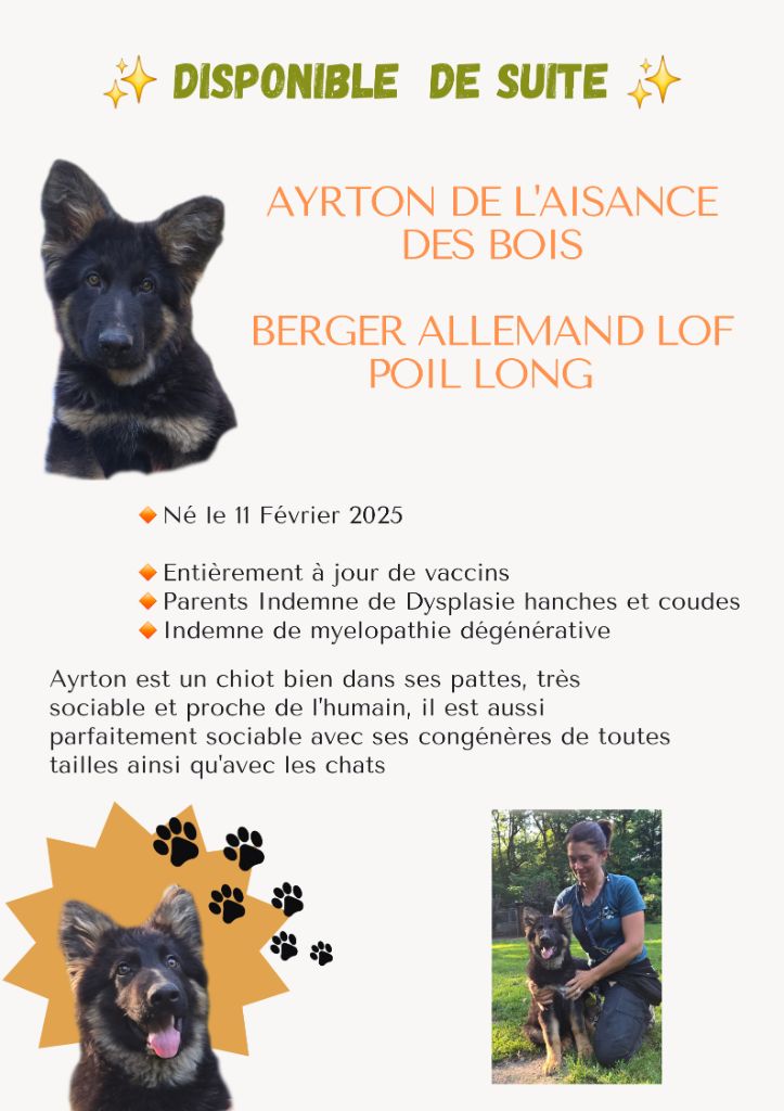 De L'Aisance Des Bois - Chiots disponibles - Berger Allemand Poil Long