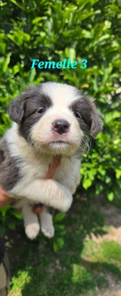 De L'Aisance Des Bois - Chiots disponibles - Border Collie