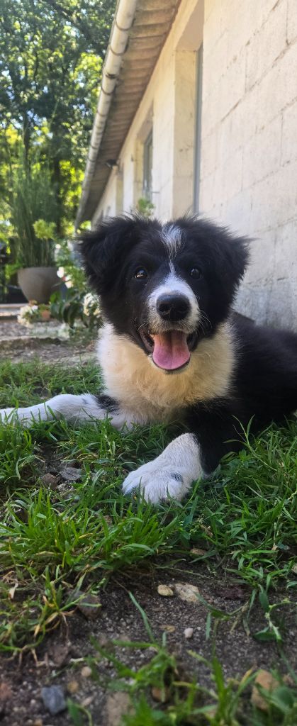 De L'Aisance Des Bois - Border Collie - Portée née le 26/04/2025