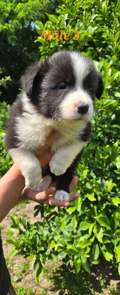 De L'Aisance Des Bois - Chiots disponibles - Border Collie