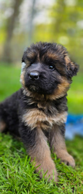 Chiot N°4