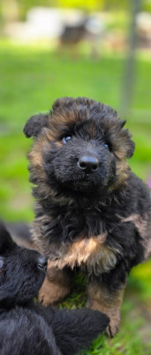 Chiot N°2