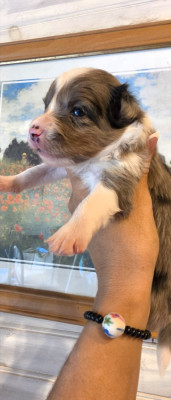 BLEU MERLE TRICOLORE