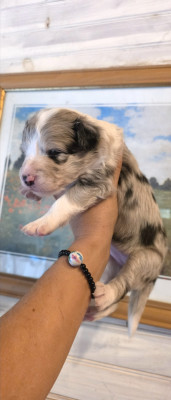 BLEU MERLE TRICOLORE