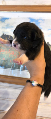 BLEU MERLE TRICOLORE