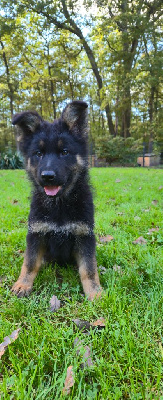 CHIOT 3