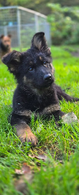 CHIOT 4